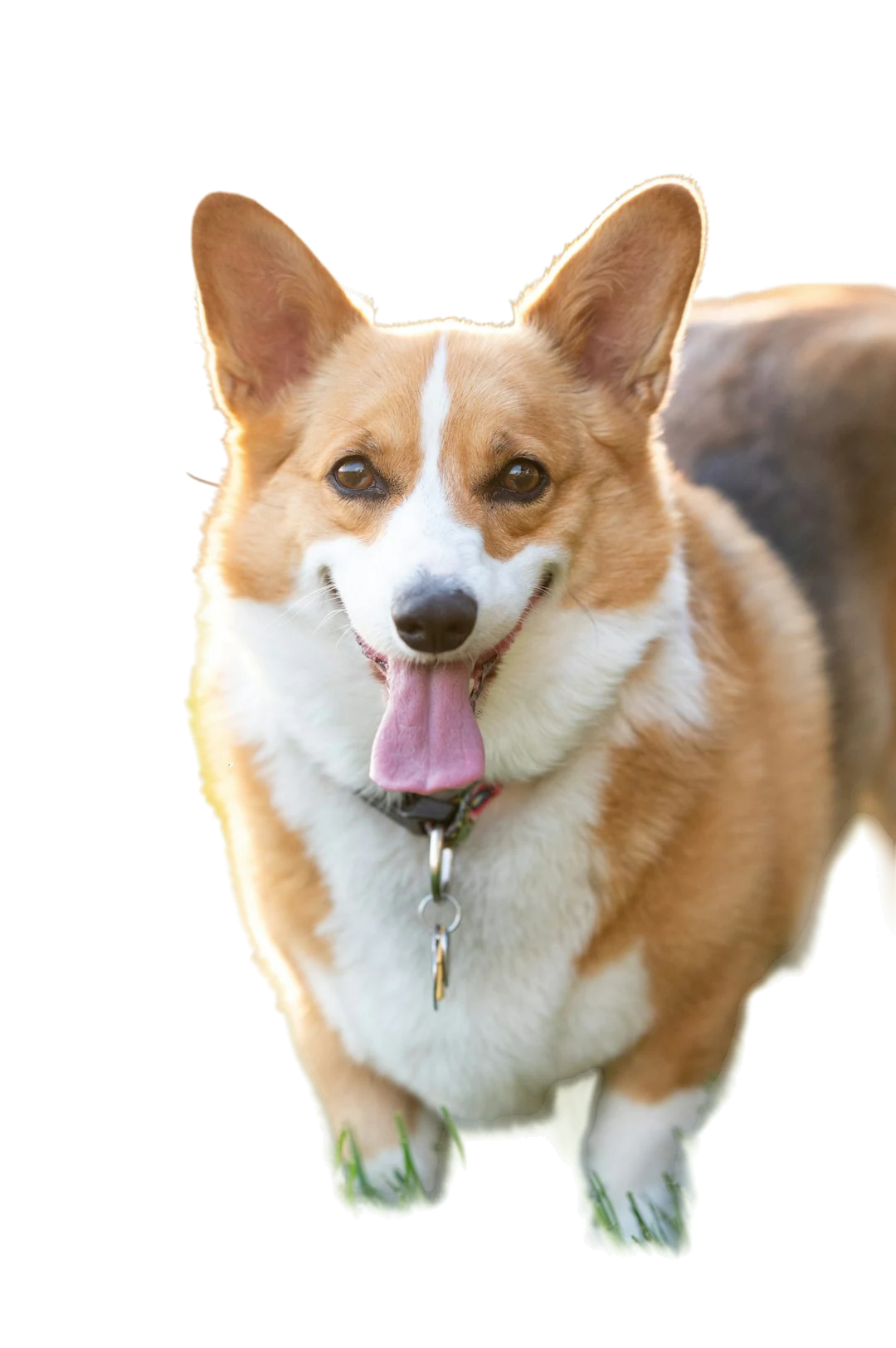 Corgi cut out from the grass by the AI background remover on a transparent background
