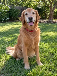 Pet photo of an AI-generated golden retriever with a red collar
