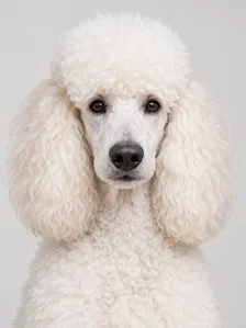Photo 5, a backing singer: an AI-generated poodle